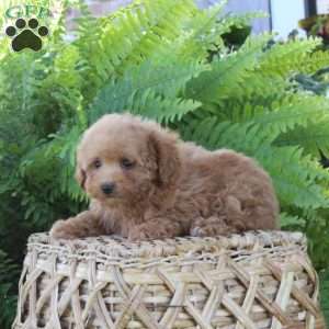 Bentley, Bich-Poo Puppy